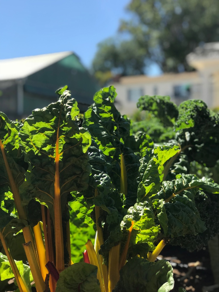 Organic rhubarb grows in the OHI community garden.