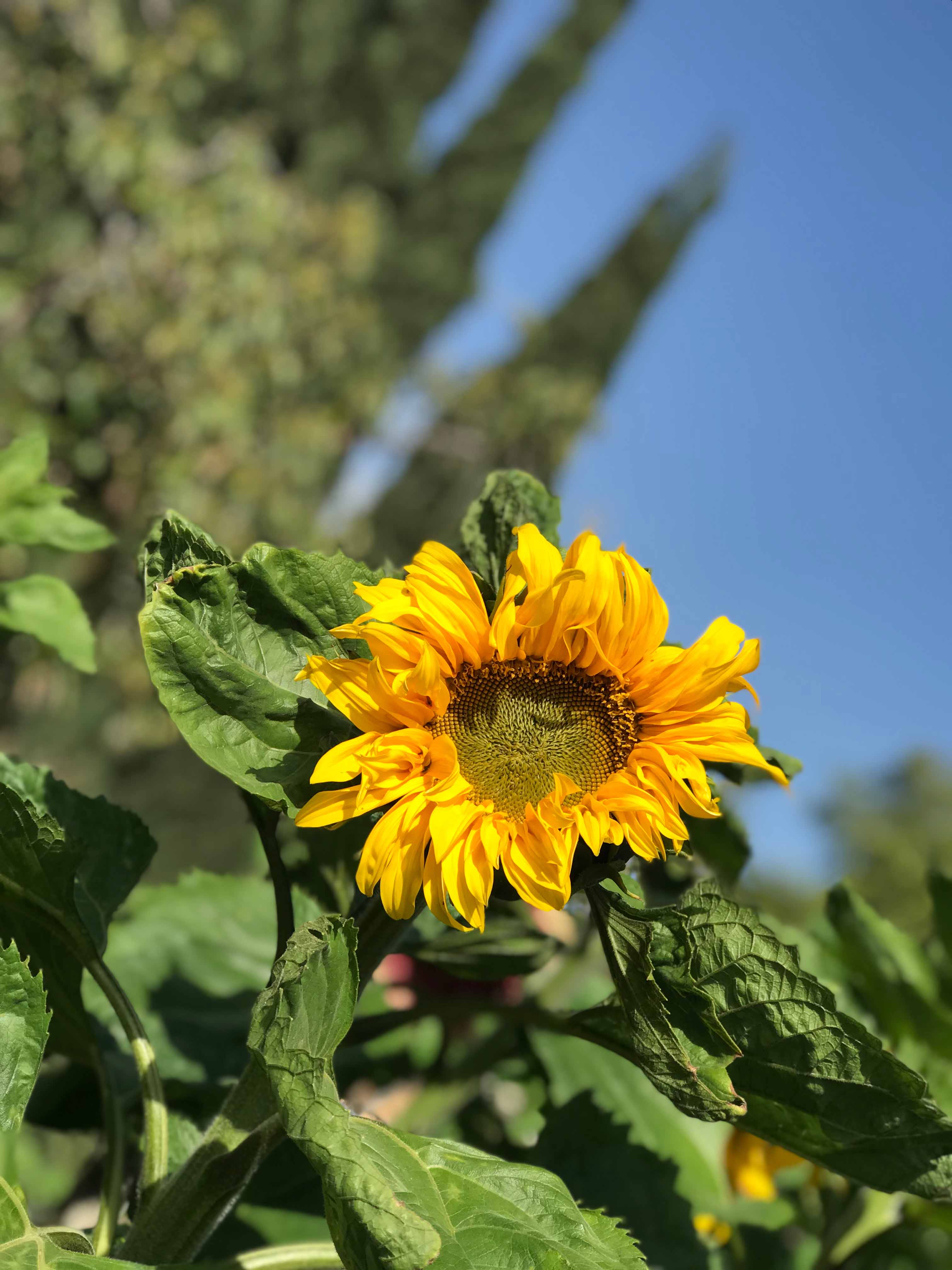 A sunflower brightens the outdoor garden area at our holistic wellness center in San Diego, CA.